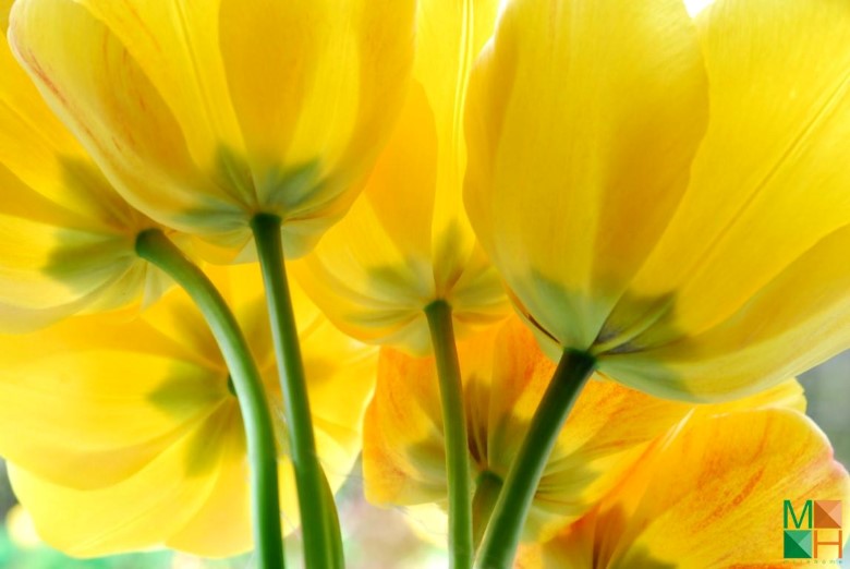 Tranh dán tường trang trí phòng ngủ FW - 097